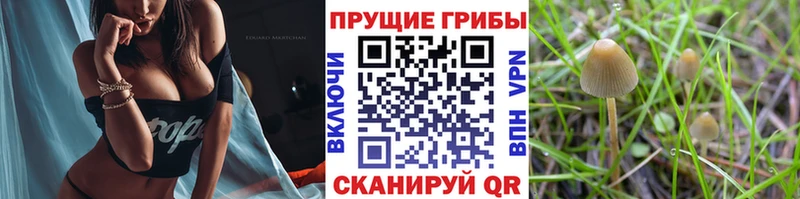 Галлюциногенные грибы мицелий Купить закладки Буйнакск
